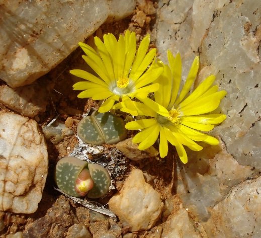 Lithops olivacea flowers